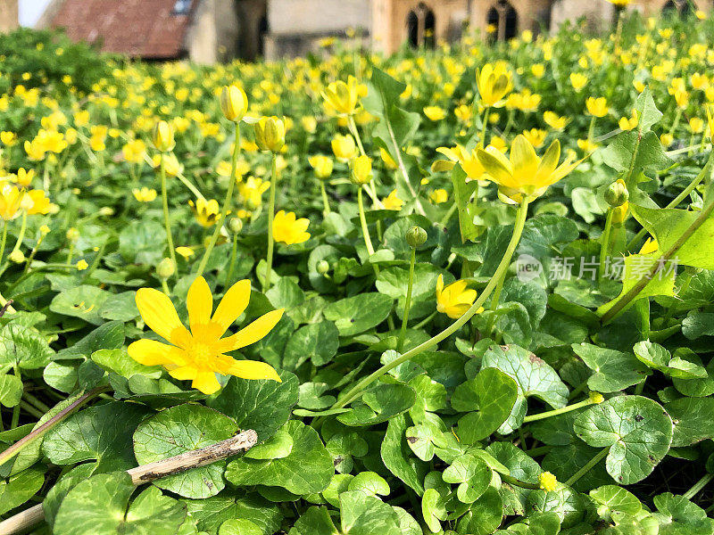 小白屈菜(Ficaria verna)的黄色花与绿色斑纹心形叶子，聚焦前景